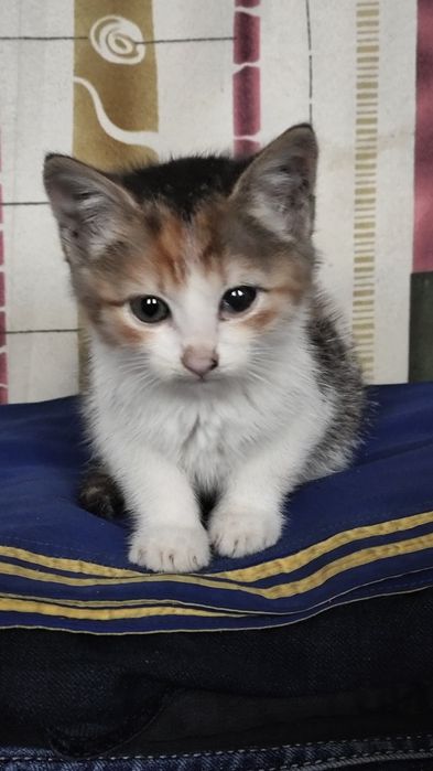 Віддам в добрі руки кошеня дівчинка