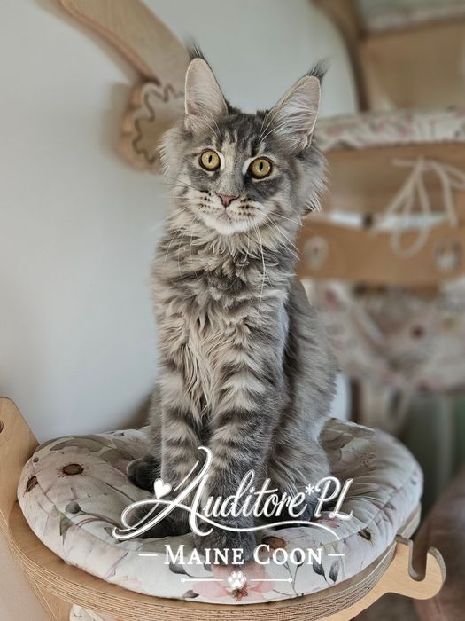 Kotka rasy Maine Coon FPL/FIFe