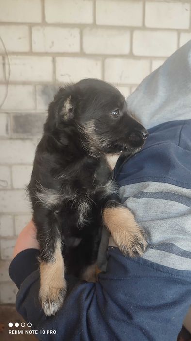 3 szczeniaki  2 MSC.