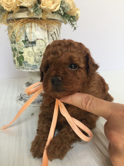 VIP Той-Пуделі — від серця до серця