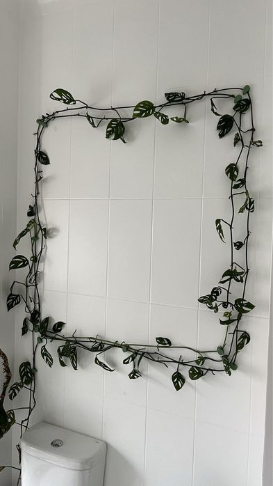 Planta monstera acuminata