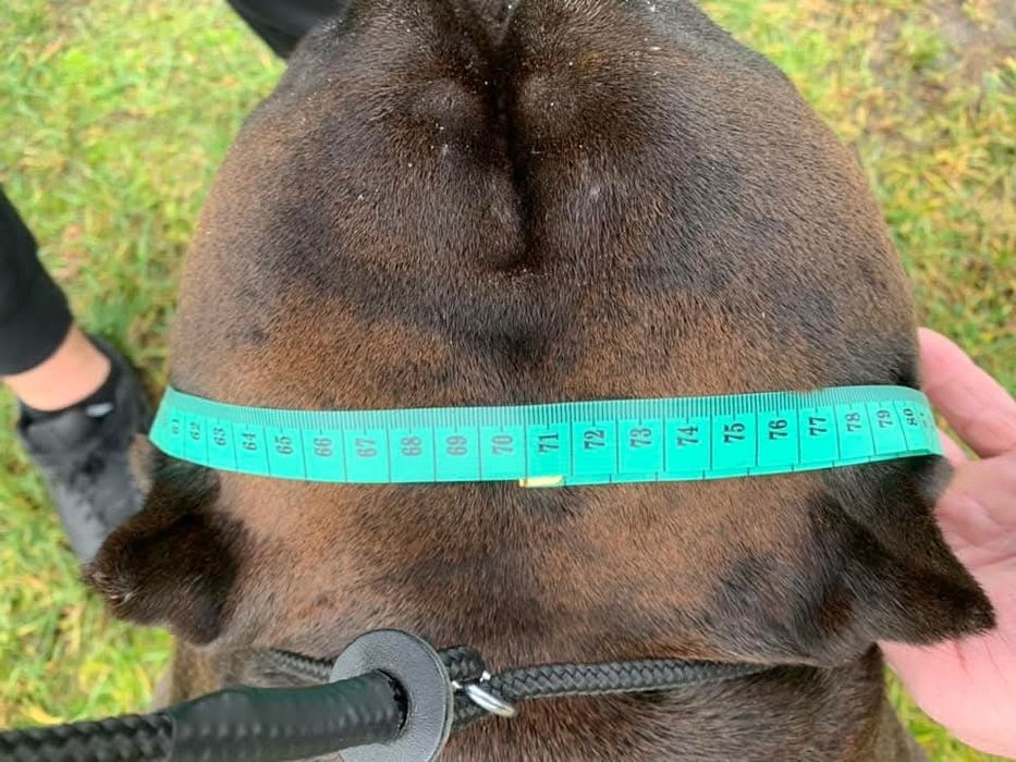 American bully pocket !