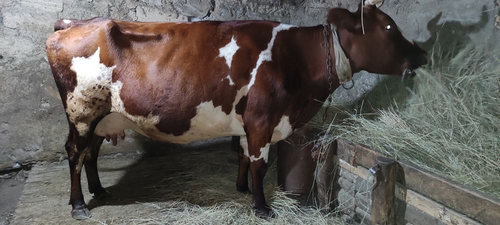 Продам айрширскую корову!