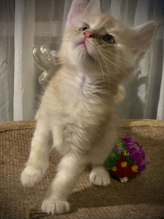 Котики порлы Мейн-Кун