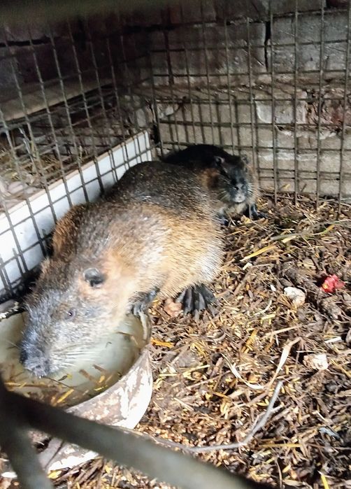 Nutrie nutria samice