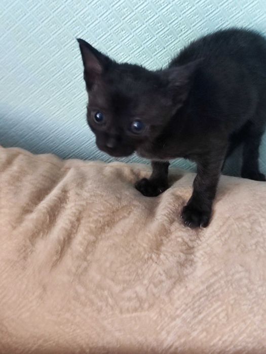 Отдам котят в добрые и ответственные руки