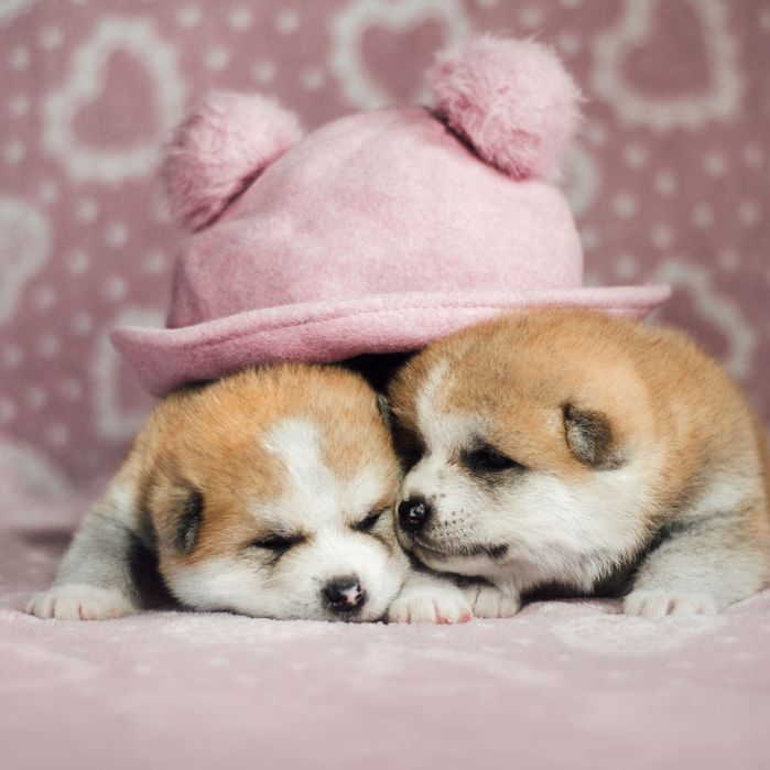 Акита ину цуценята КСУ