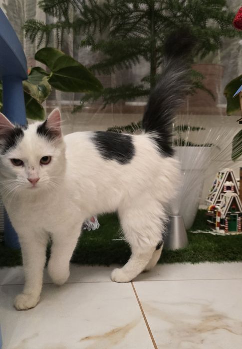 Котик в добрі руки безкоштовно