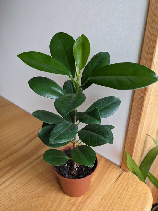 Фікус сорт Маклейн (Мікрокарпа, Гінсенг, Мокламе)