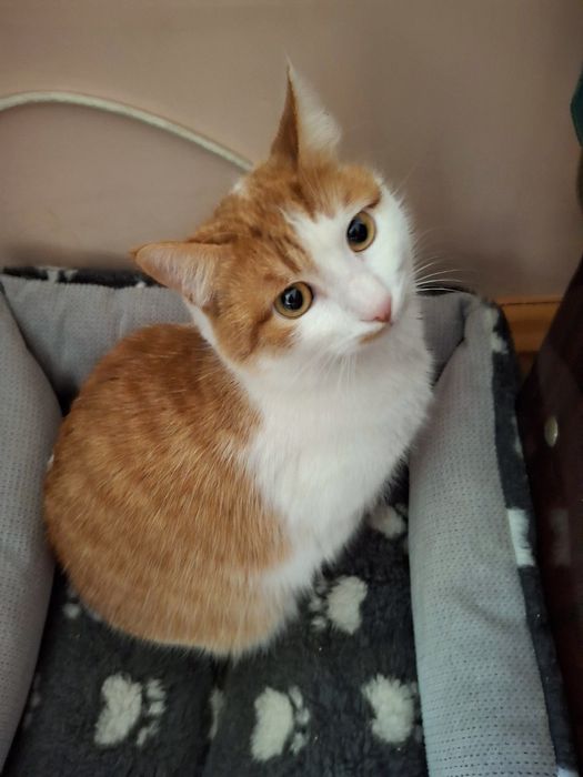 Кастрированый бело-рыжий котёнок мальчик подросток ищет дом! Котята в