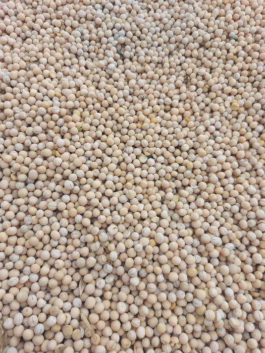 Groch siewny astronaute