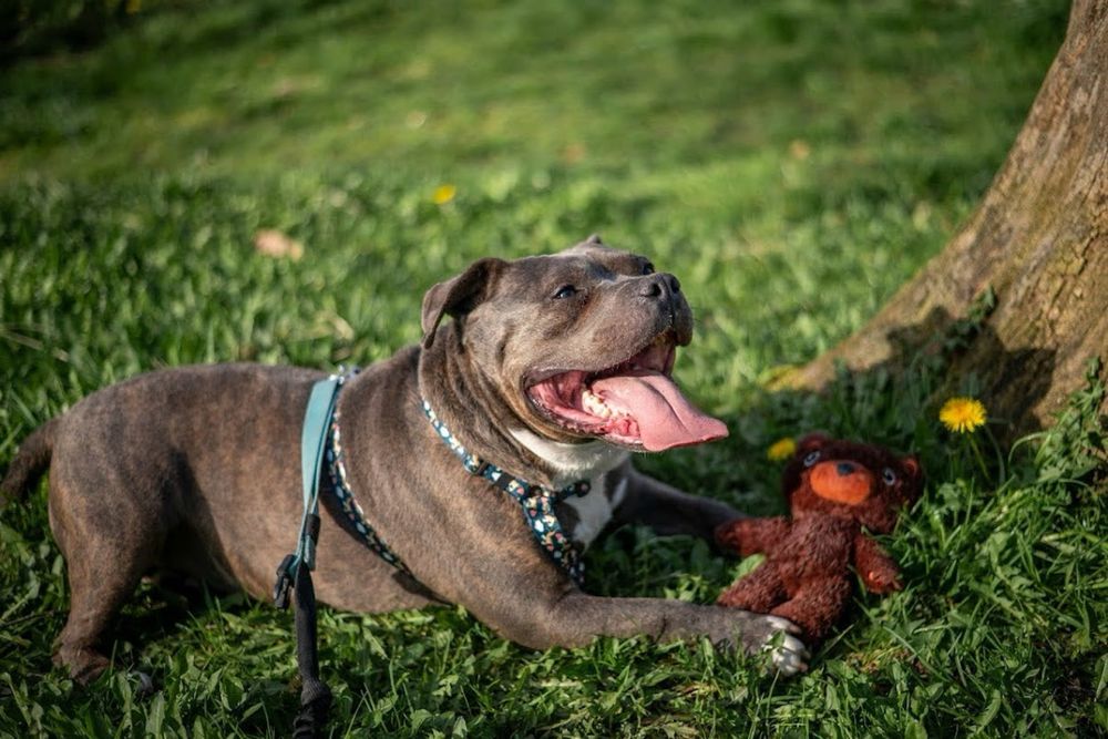 Fajny i przyjazny pies w typie American Bully dla miłośnika rasy. Oddany, łagodny i mądry - szuka domu bez innych zwierząt i małych dzieci.Cudo pies