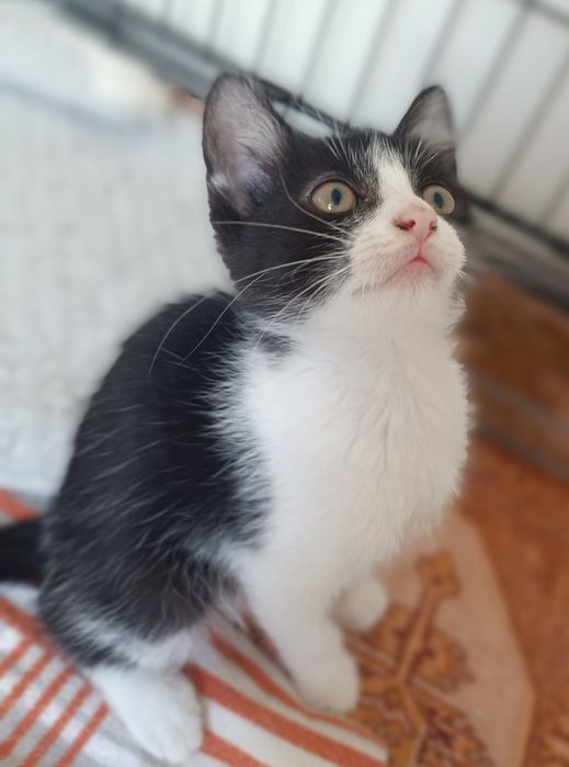 Gatinha e gatinho para adoção em Viseu