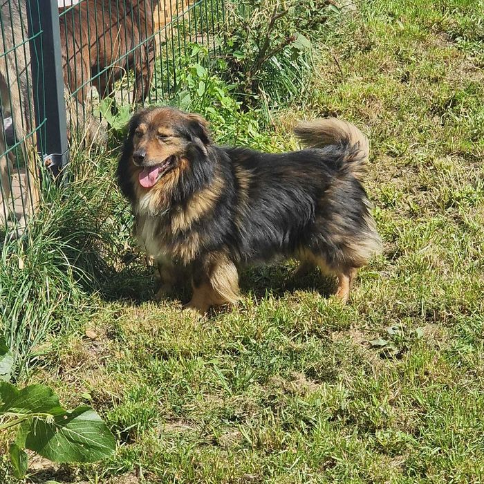 Misiu piesek do adopcji