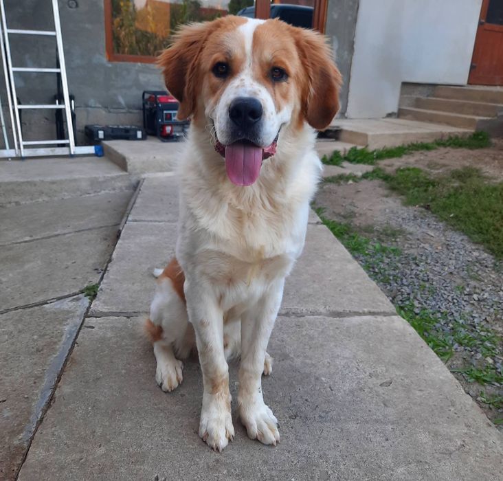 Московська сторожова