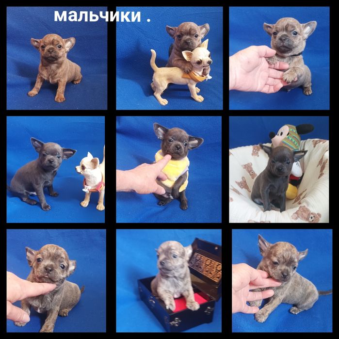 Мальчики редких окрасов.