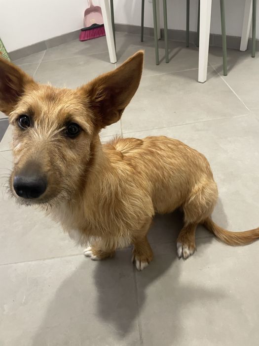 Adocao  responsavel com urgencia