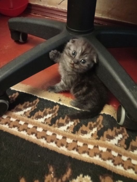 шотландские чистокровные котята