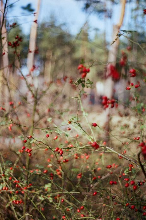 Konica Autoreflex TC