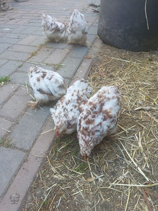 Koguty kochin miniaturowy porcelanowy