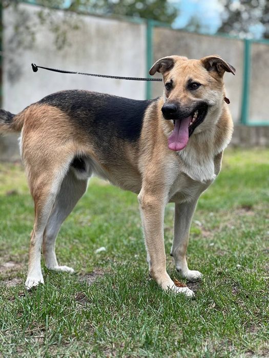 Песик Собака безкоштовно