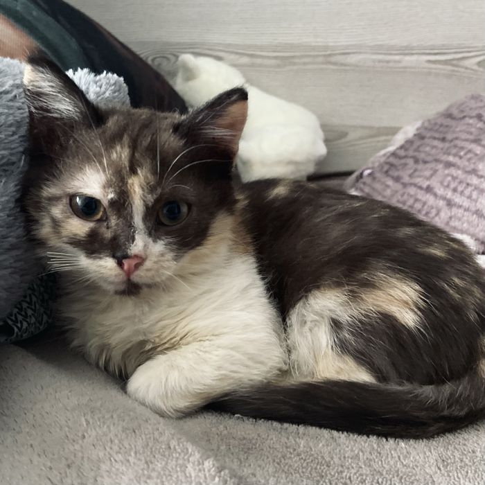 Кошеня у добрі руки