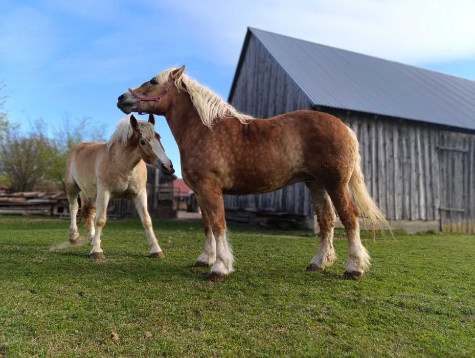 Sprzedam 2 klacze zimnokrwiste