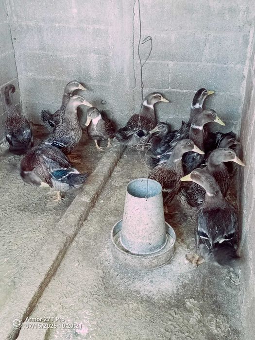 Patos Rouen Baratos