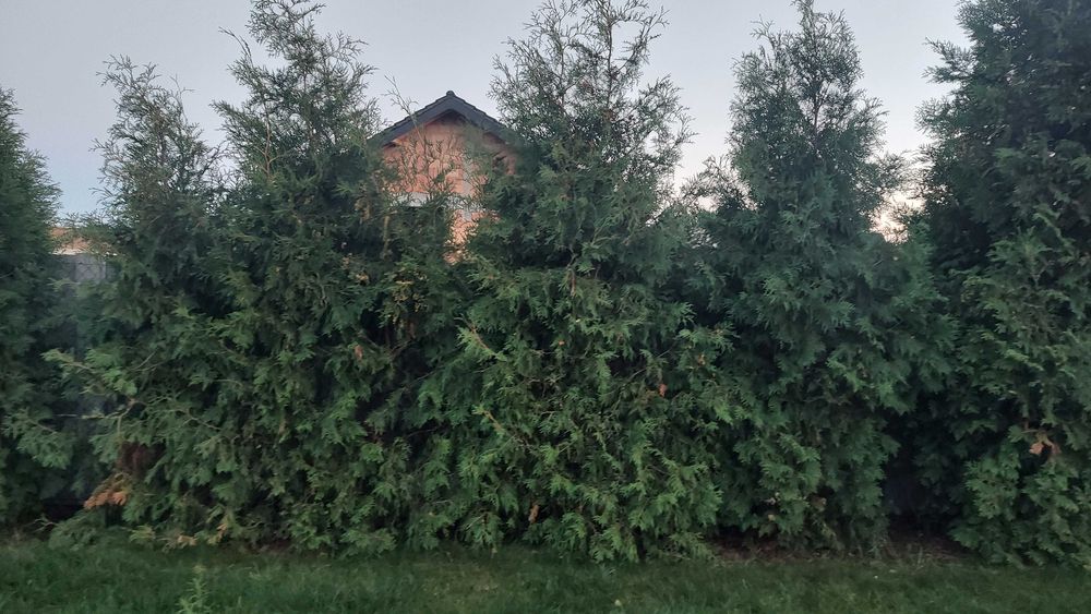 tuje brabant 20szt gratis 3szt za worki z ziemią oddam
