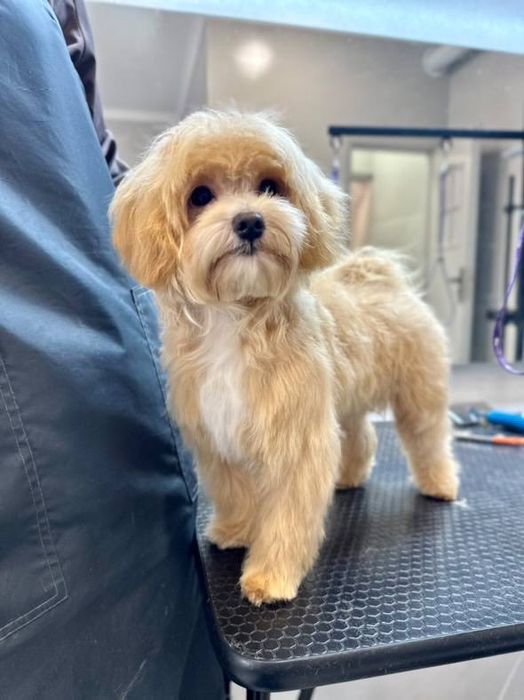 Мальтипу Ф1