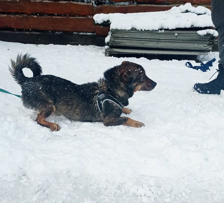 Malutki kochany piesek szuka domku.