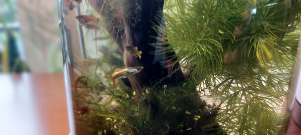 Rybki gupiki akwarium mały zbiornik na parapet biurko