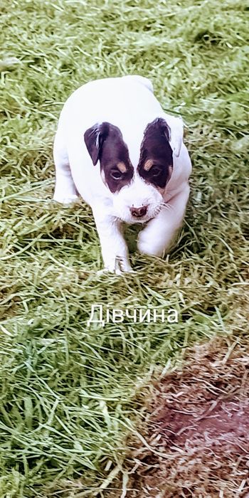 Джек Рассел тер'єр