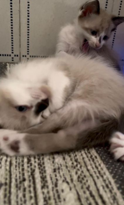Gatos para adoção responsável