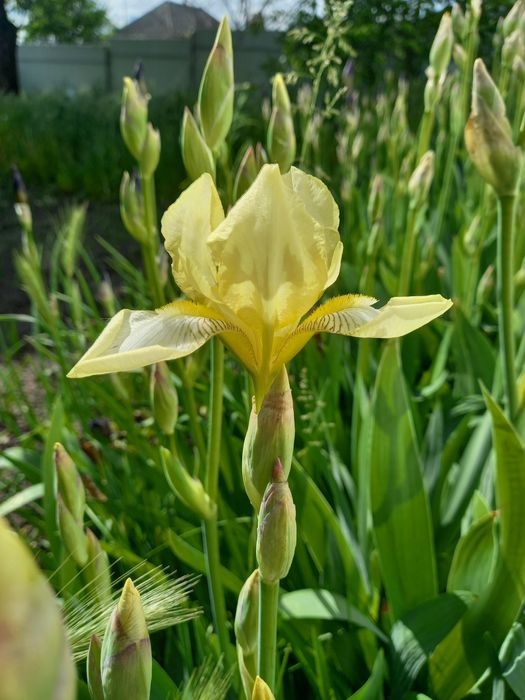 Ірис квіти півники карликові середньорослі високорослі