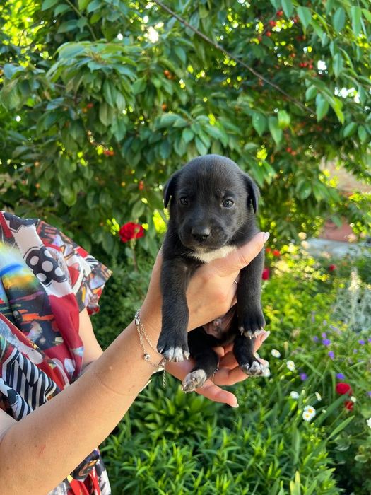 Цуценята середньої породи