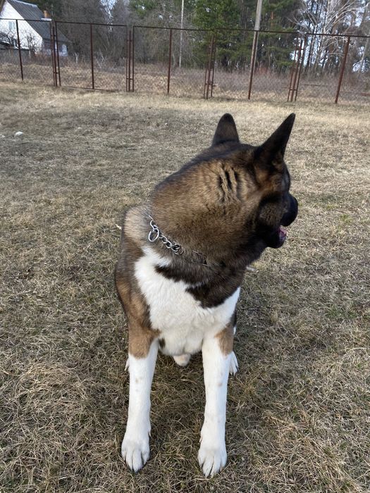 Вʼязка  американська акіта
