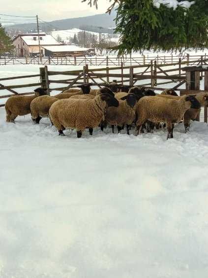 Owce, Jagnięta,barany czarnogłówki tusza jagnięca