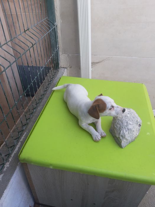 Jack Russell para ceder