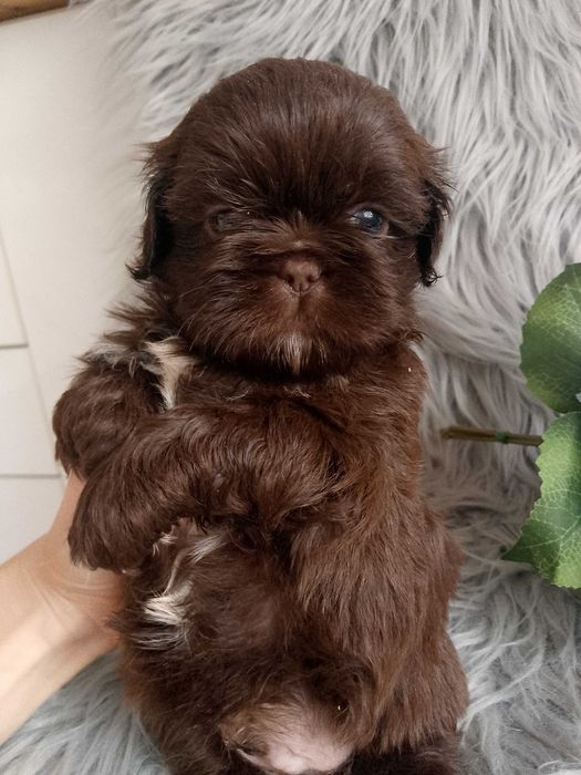 Piękny chłopak rasy Shih-Tzu szuka domku