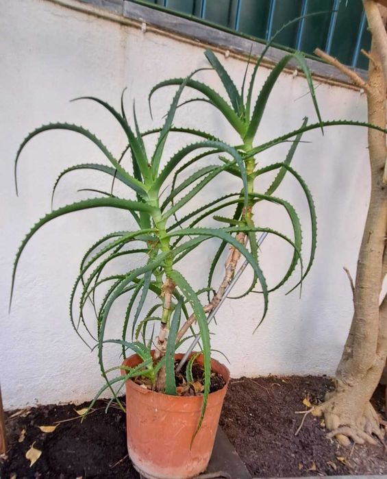 Planta Aloé vera