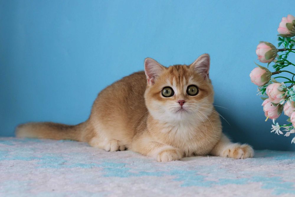 Яркий британський котик