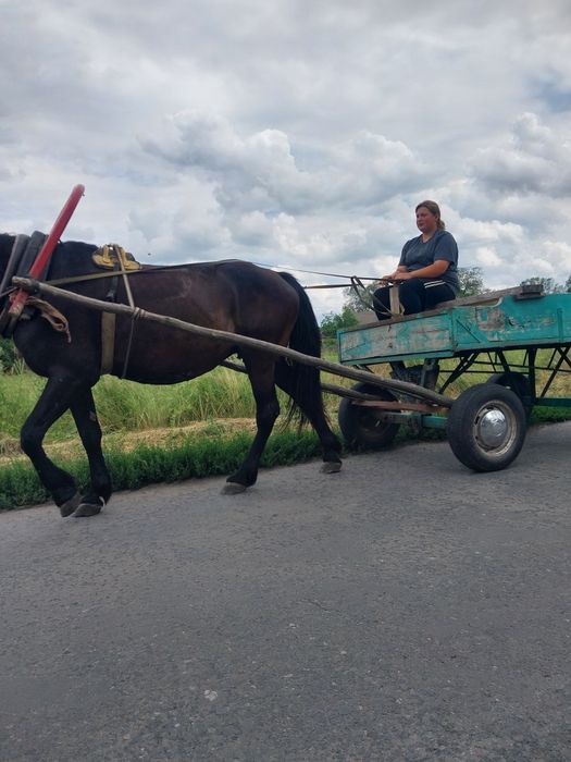 Кобила (кінь) 2016р.н.