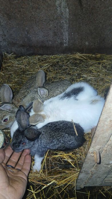 Кролі, кроленята, кітні самки