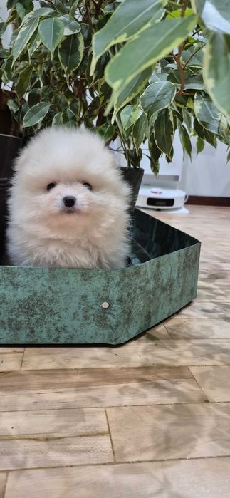 pomeranian szpic miniaturowy