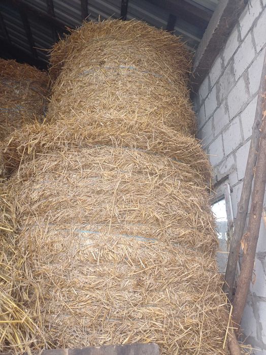 sucha słoma baloty 120x120 dla koni krów spod dachu