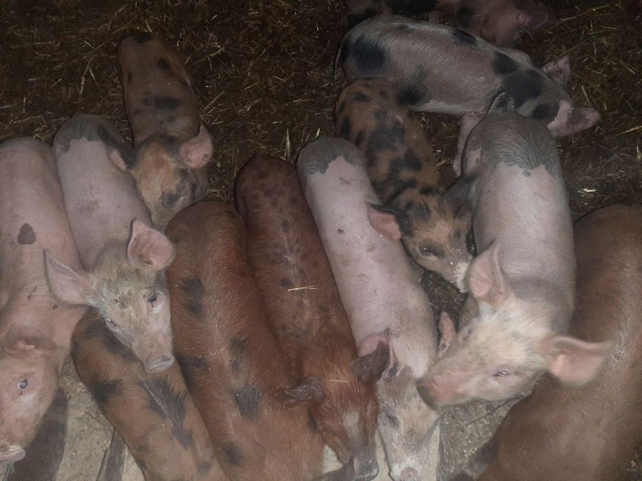 Білі поросята, м'ясна порода