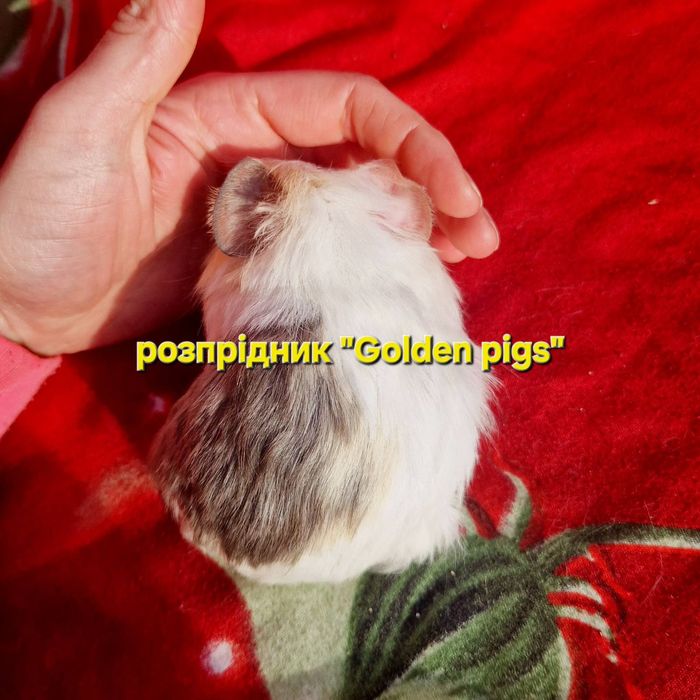 Морська свинка шелті,морські свинки,морские свинки,шелти,морская свинк