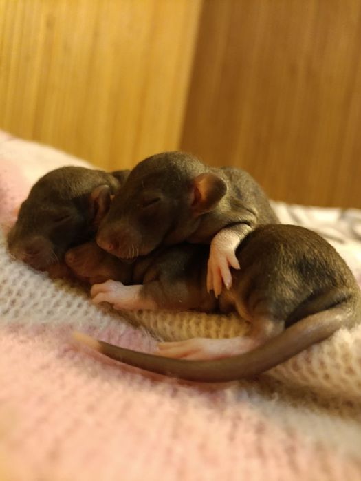 Пацючки    сфінкси