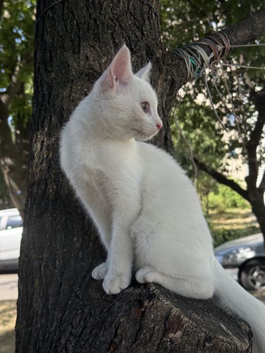 Кошеня (хлопчик, 5 місяці)